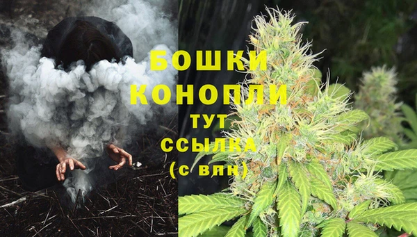прущие грибы Новокубанск